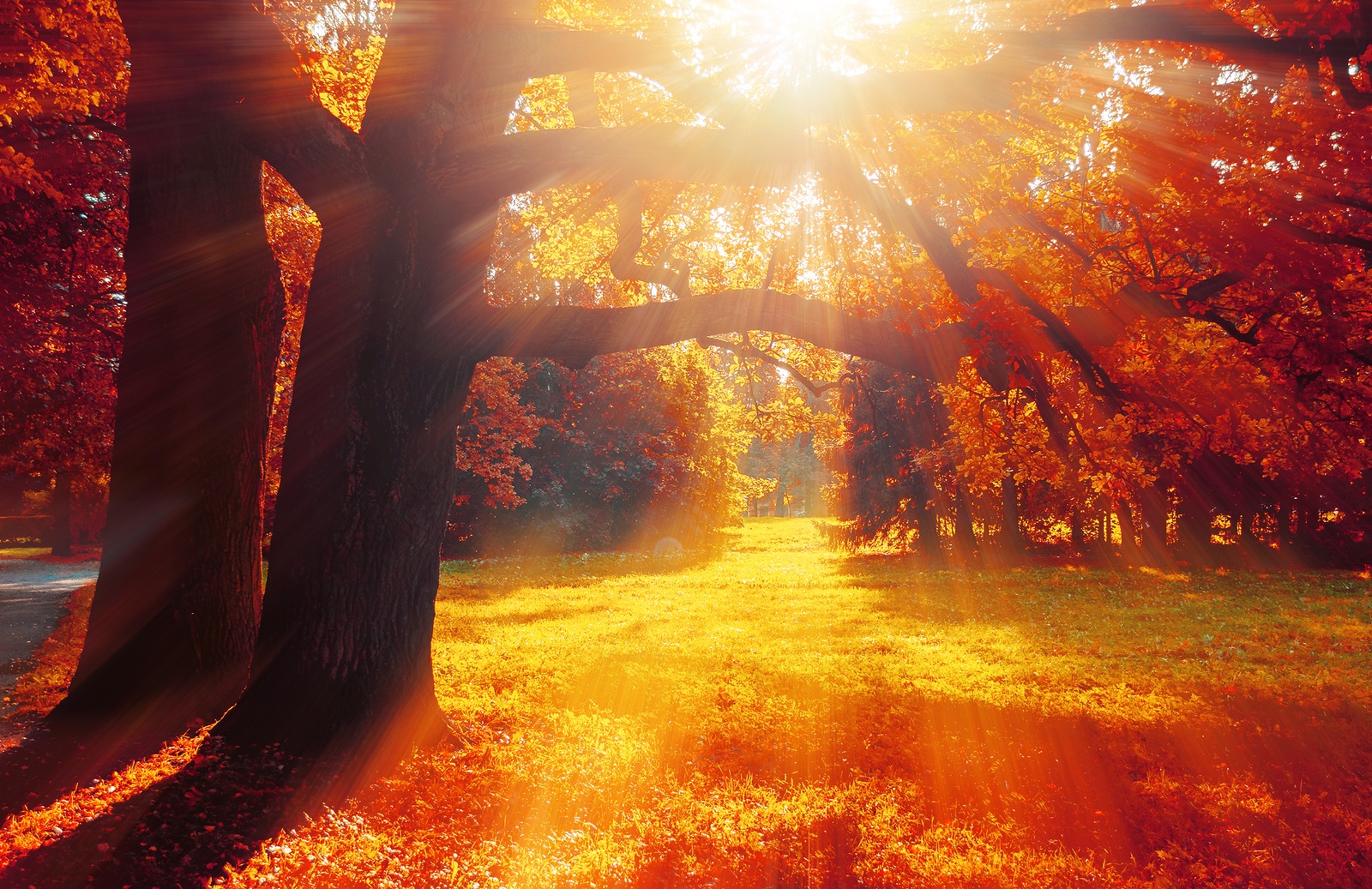 Autumn trees in sunny October park lit by evening sunshine. Colorful autumn landscape with sunbeams breaking through the autumn trees. Sunny autumn landscape with spreading autumn trees in the autumn park. Autumn sunny nature