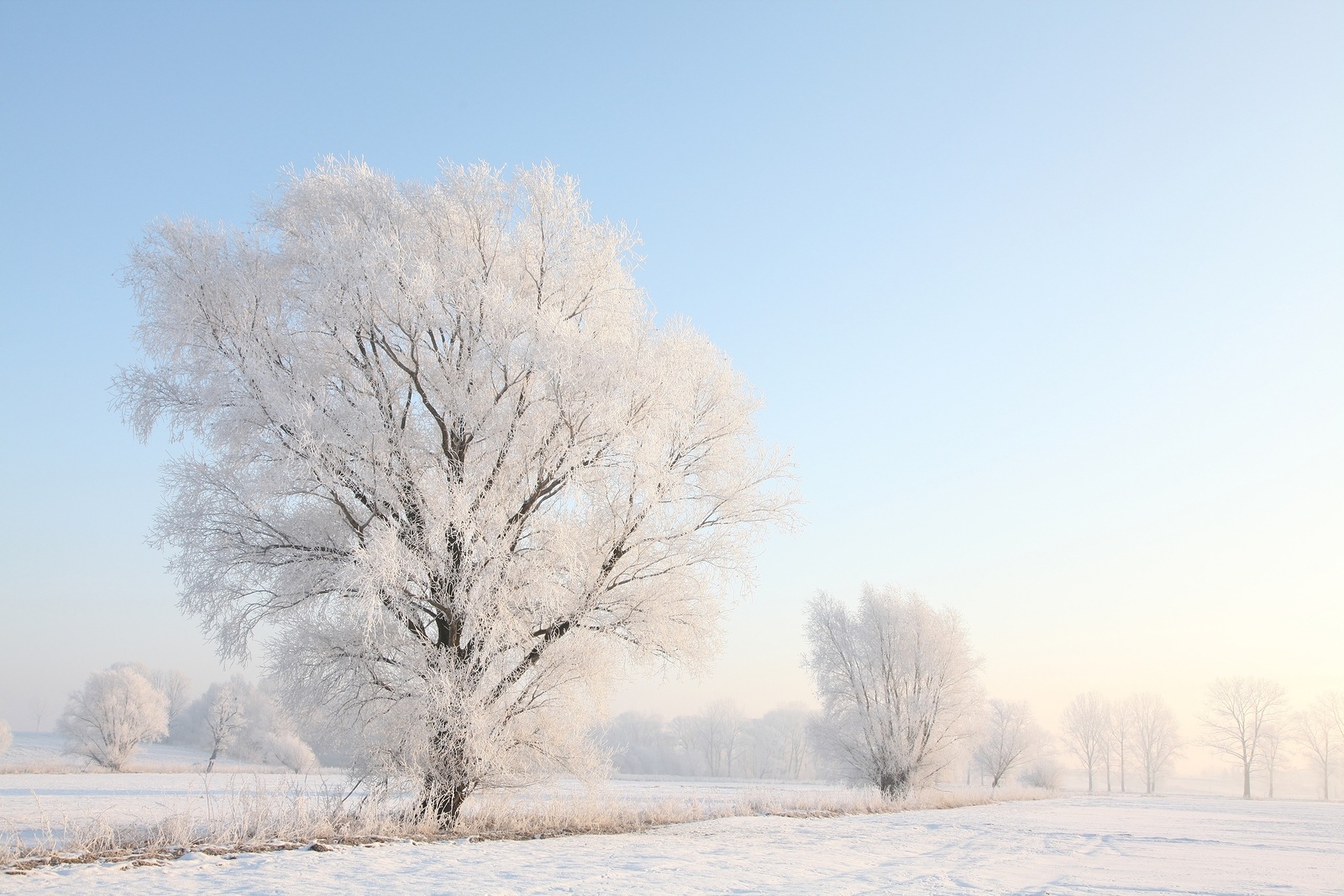 Winter landscape trees field dawn sunrise sunset Nature background Nature background. Nature background Nature background snow morning frost sun Nature background frosty snowy frozen tree Nature background blue sky Nature background Nature background.