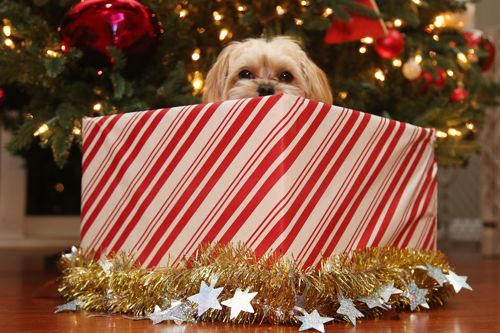 Christmas Dog. A beautiful Morkie half Maltese half Yorkie Puppy dog presented as a Christmas Gift under a Christmas Tree.
Dogs are often given as Christmas gifts around the world.